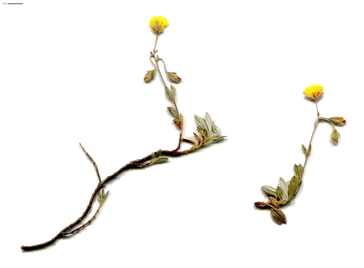 Helianthemum canum (Cistaceae)